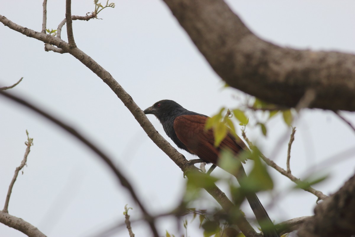 Greater Coucal - ML119514391