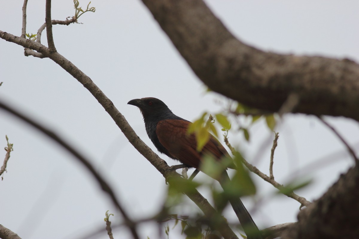 Greater Coucal - ML119514401