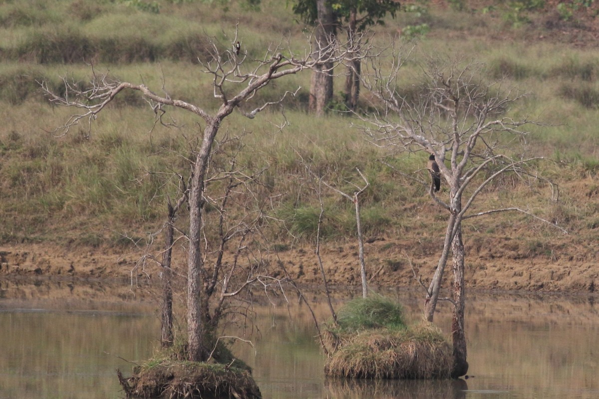 Crested Serpent-Eagle - ML119514421