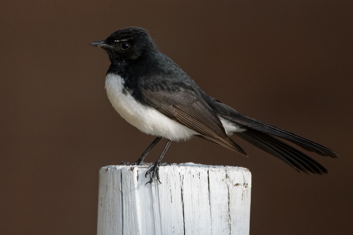 Willie-wagtail - ML119515171