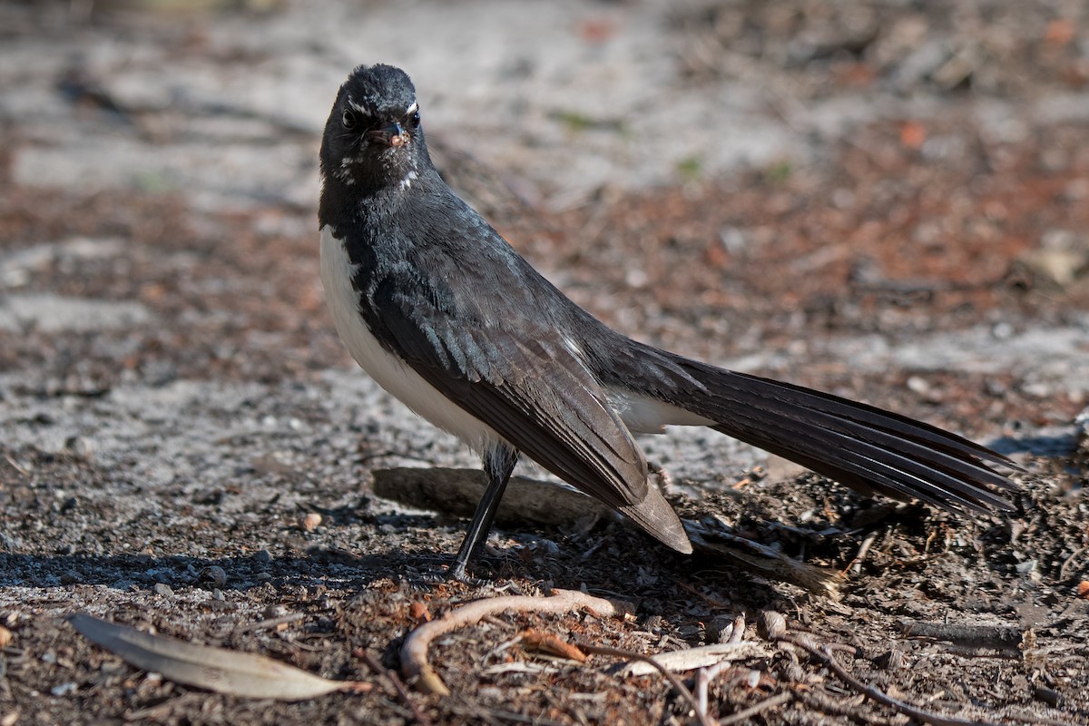 Willie-wagtail - ML119515231