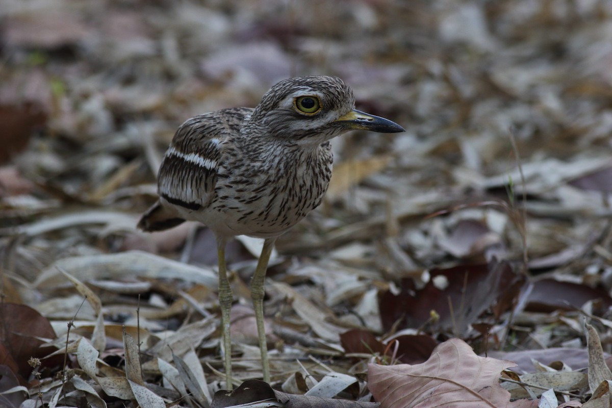 Indian Thick-knee - ML119516281