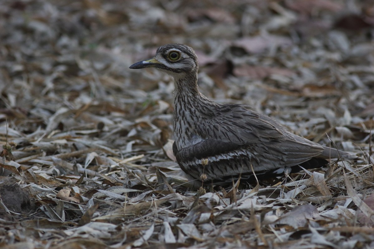 Indian Thick-knee - ML119516291