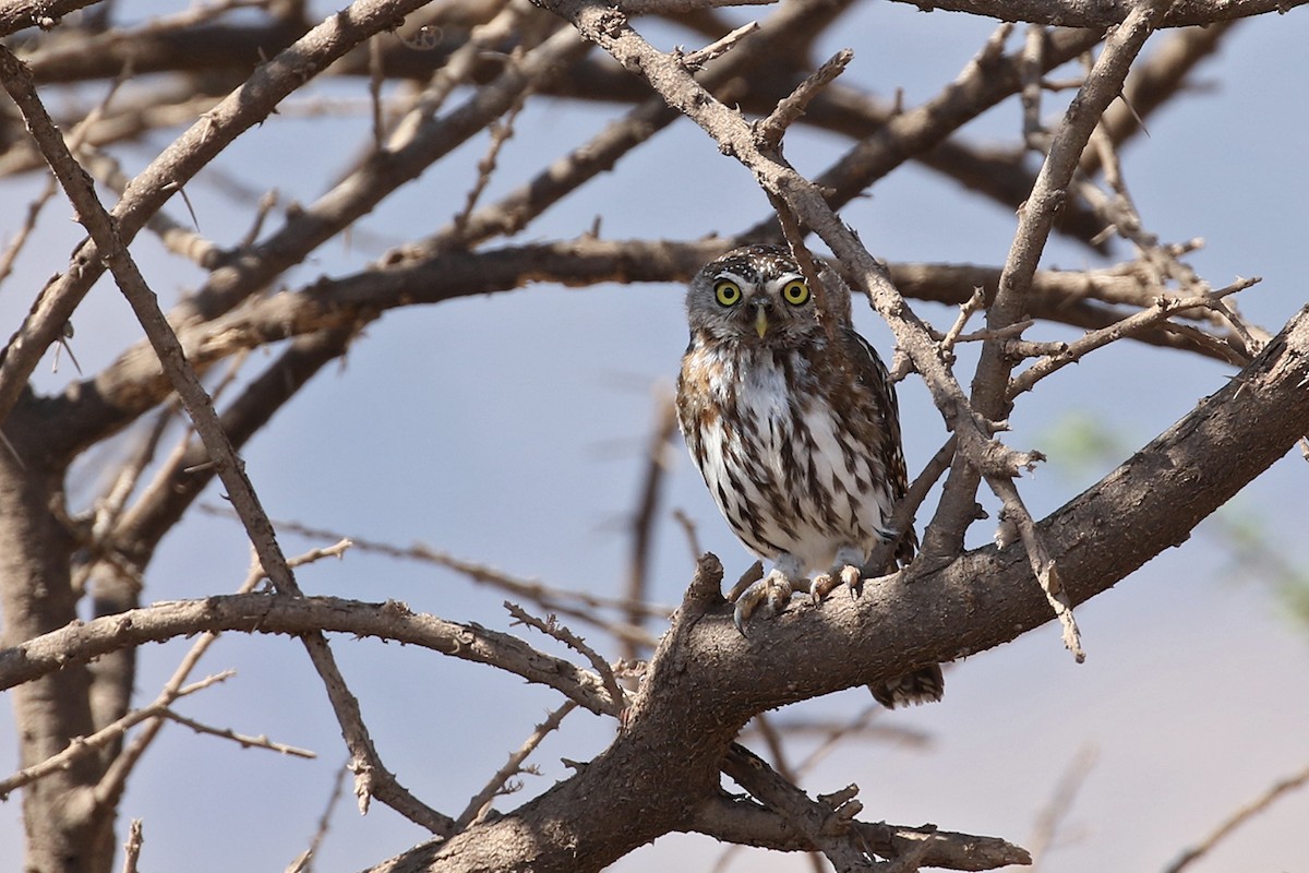 Pearl-spotted Owlet - ML119517221