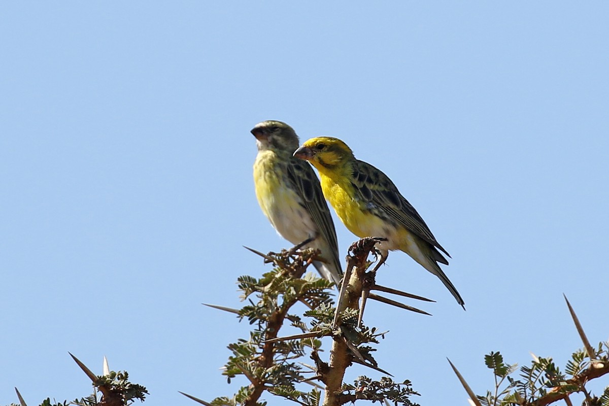 White-bellied Canary - ML119517331