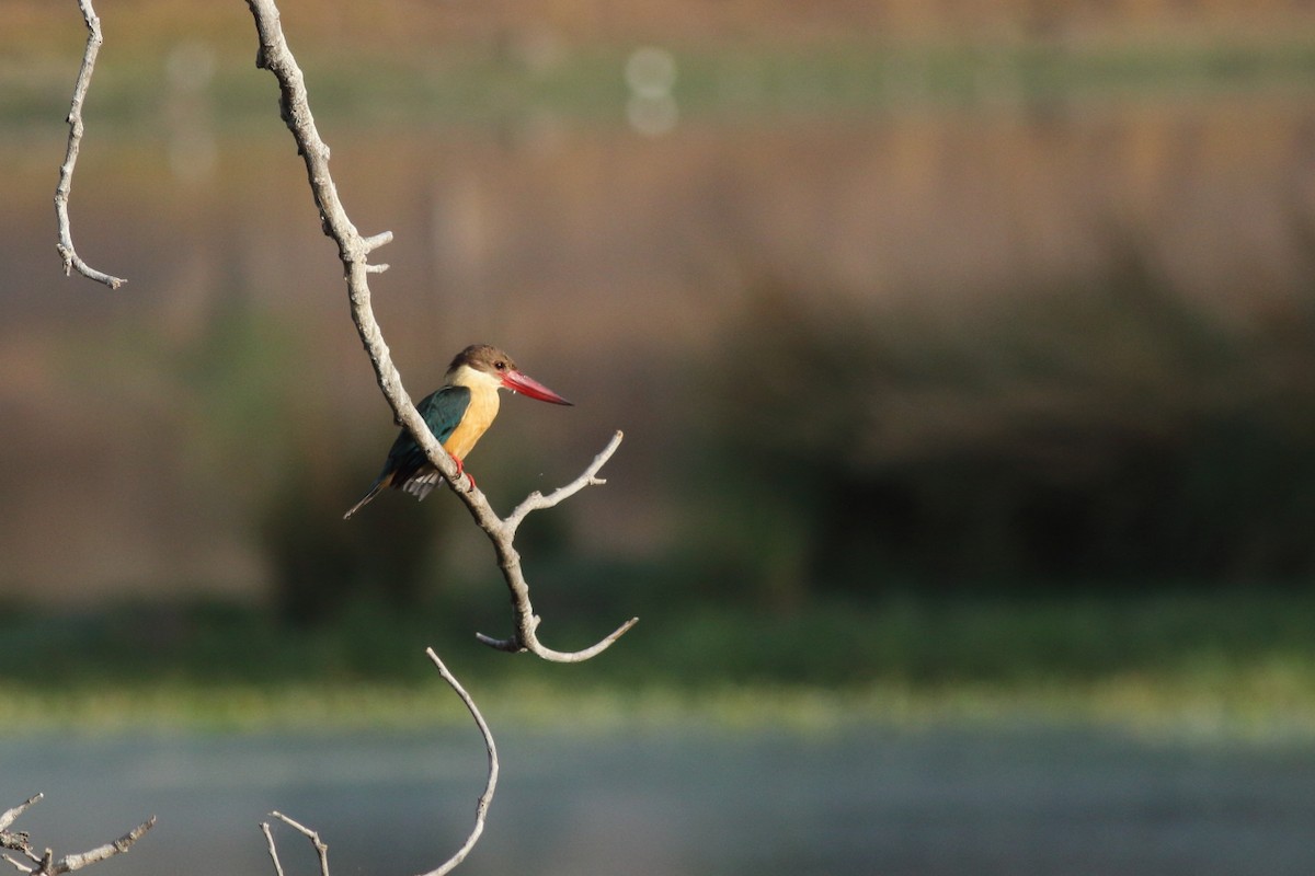 Stork-billed Kingfisher - Chinmay Rahane