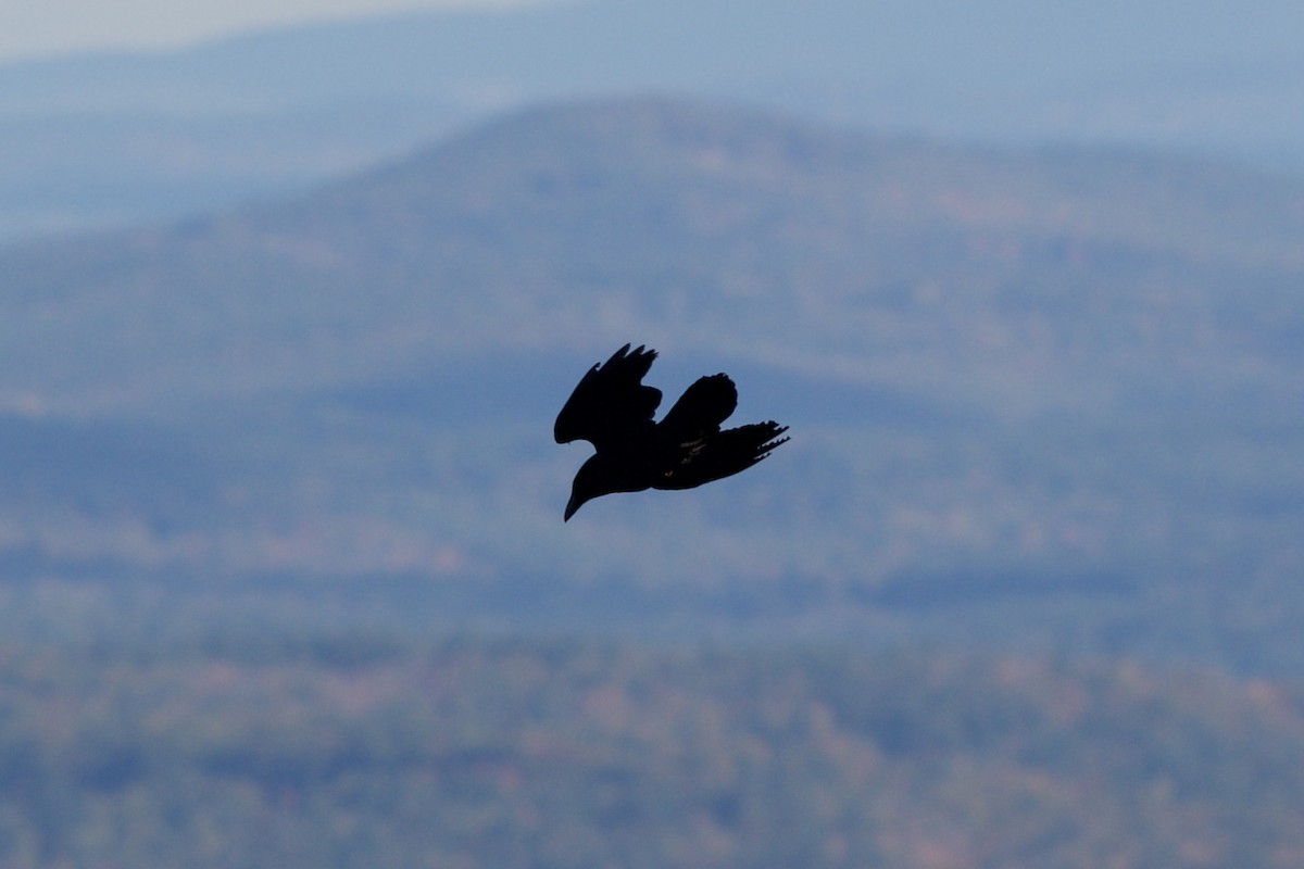 Common Raven - Levi Burford