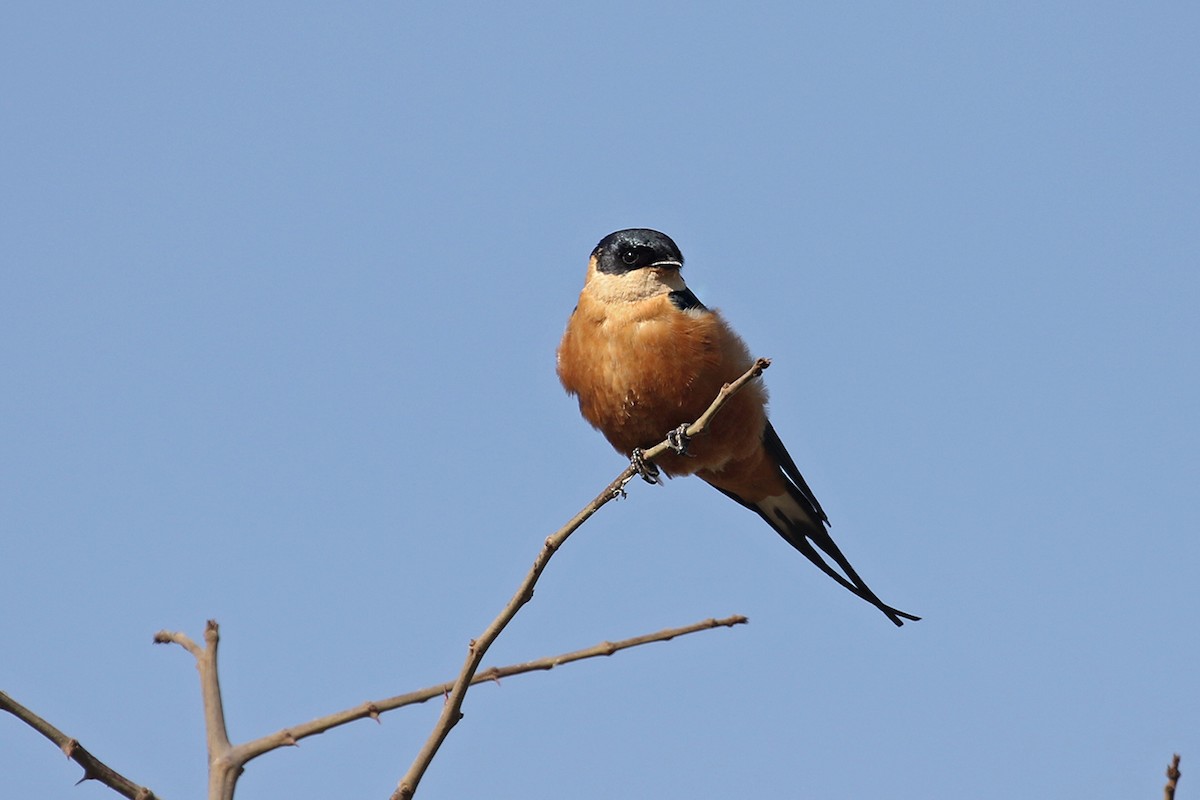 Rufous-chested Swallow - Charley Hesse TROPICAL BIRDING