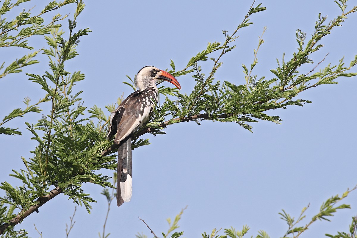 Tanzanian Red-billed Hornbill - ML119518581