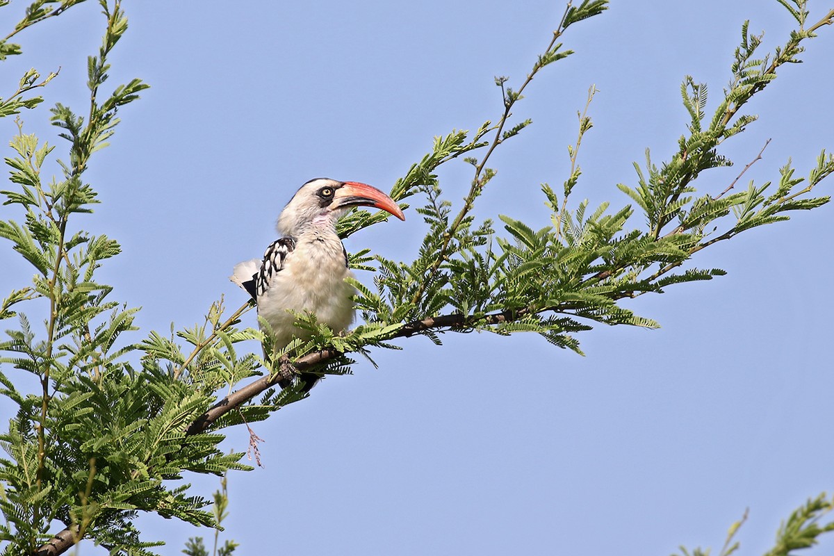 Tanzanian Red-billed Hornbill - ML119518591