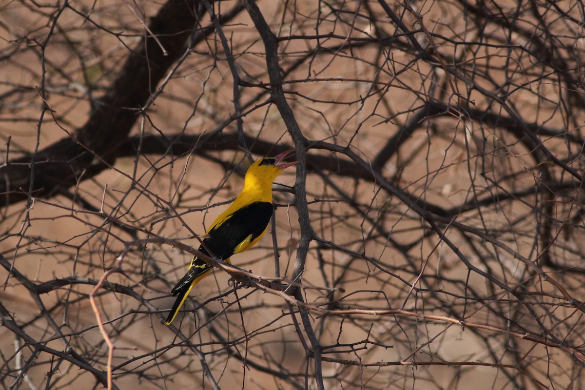 Indian Golden Oriole - Chinmay Rahane