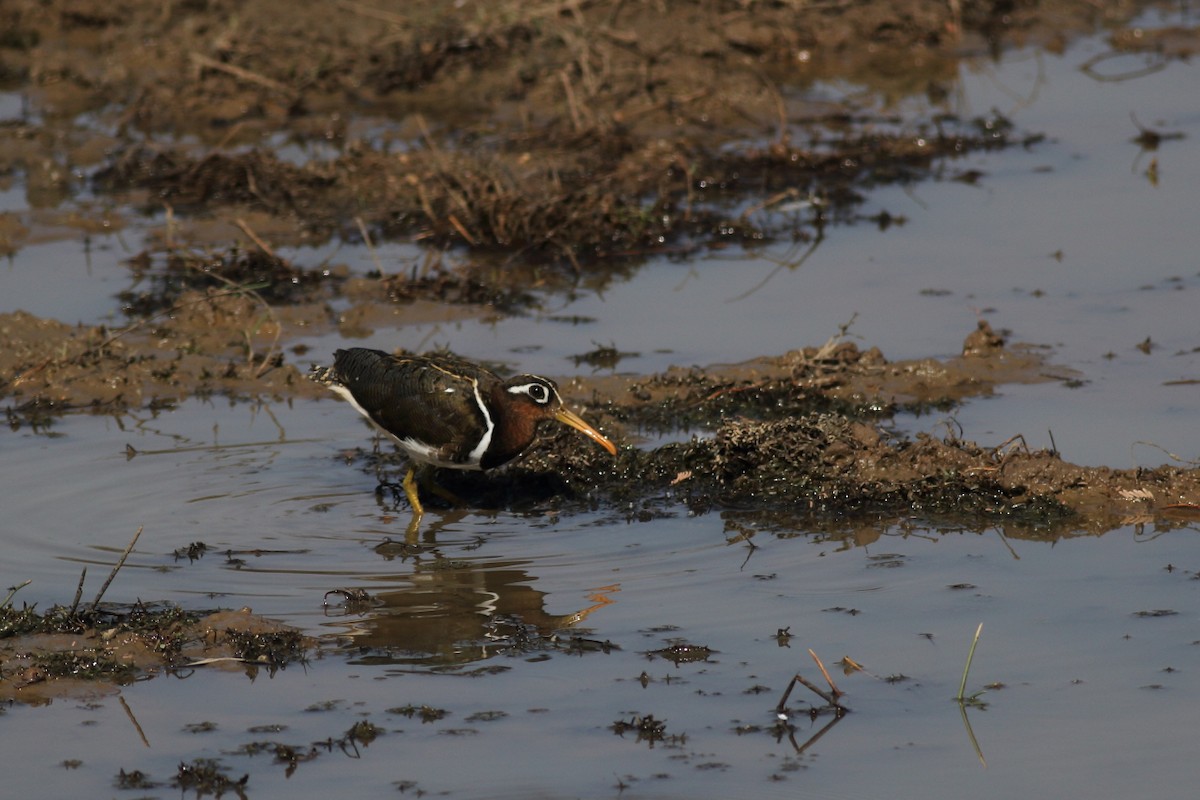 Greater Painted-Snipe - Chinmay Rahane