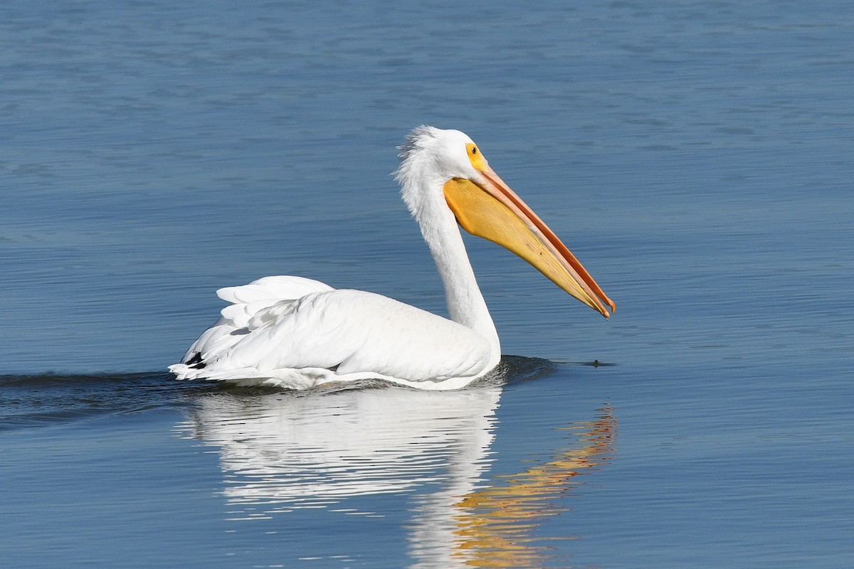 American White Pelican - George Chiu