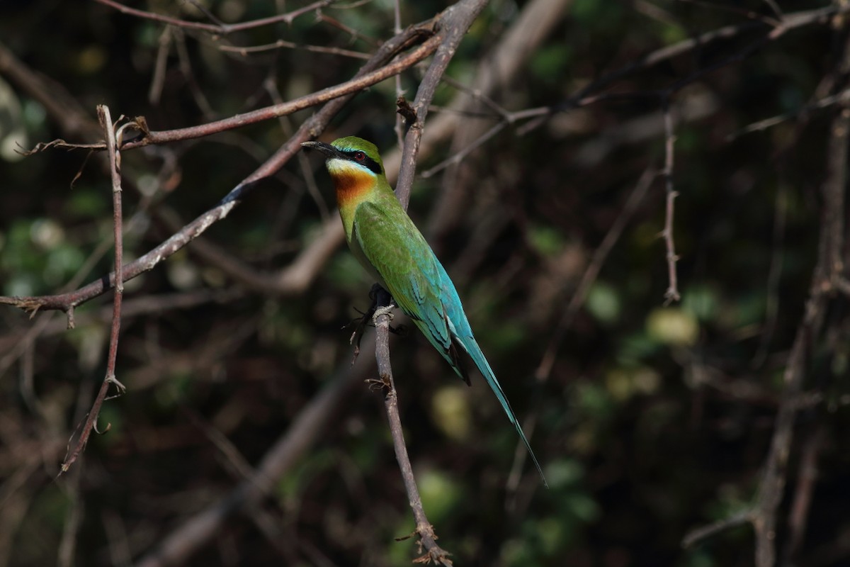 Blue-tailed Bee-eater - Chinmay Rahane