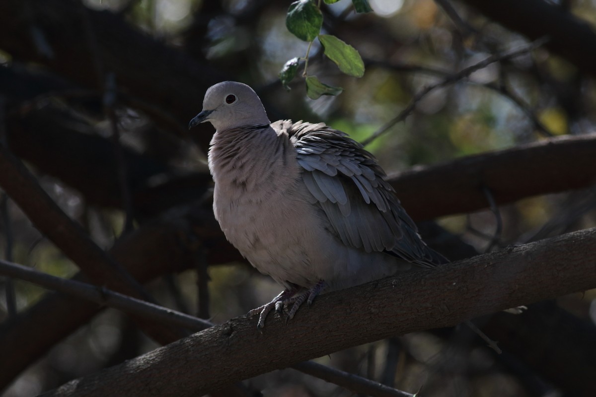 Eurasian Collared-Dove - Chinmay Rahane