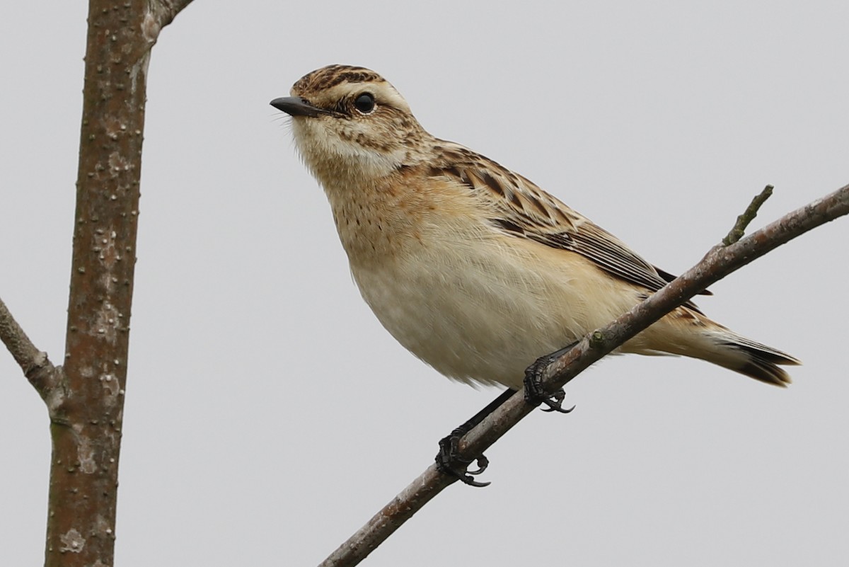 Whinchat - ML119525661