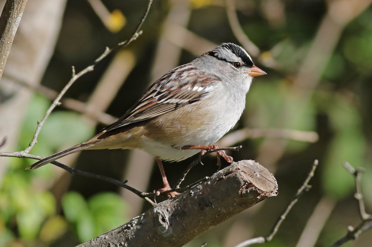 White-crowned Sparrow (leucophrys) - ML119527531