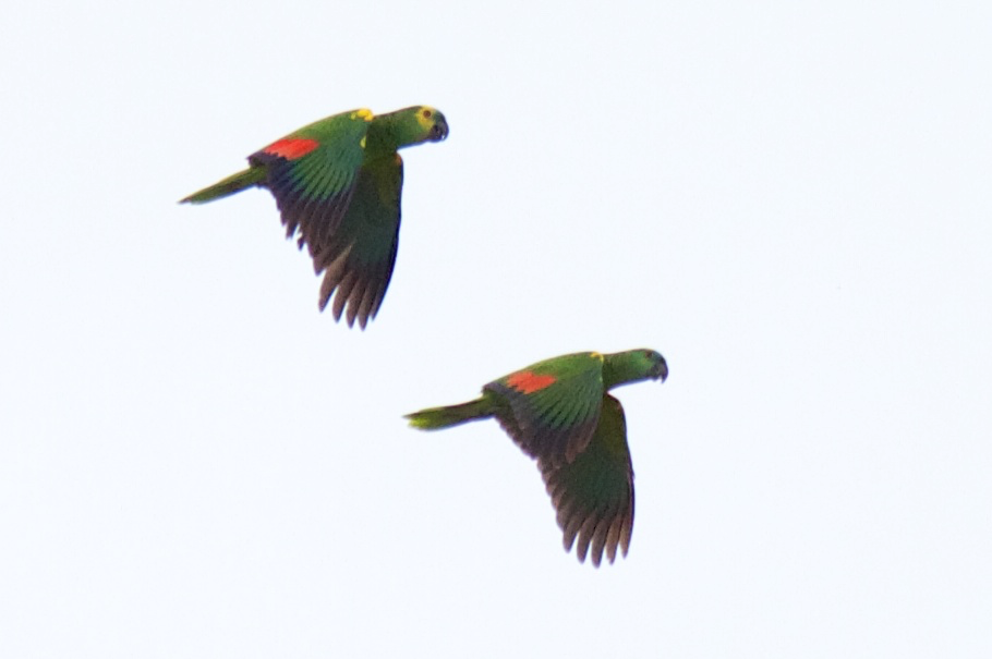 Turquoise-fronted Parrot - ML119527981