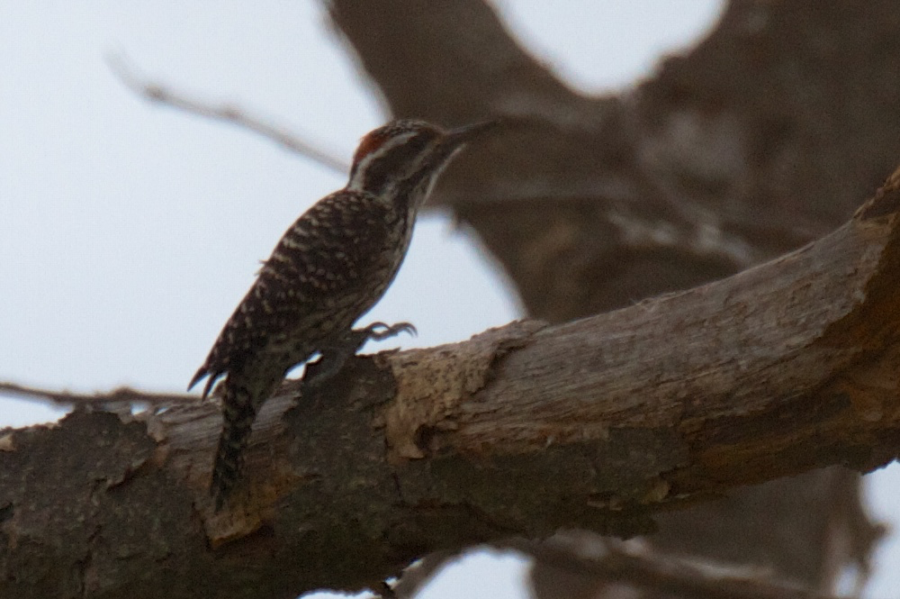 Striped Woodpecker - ML119528071