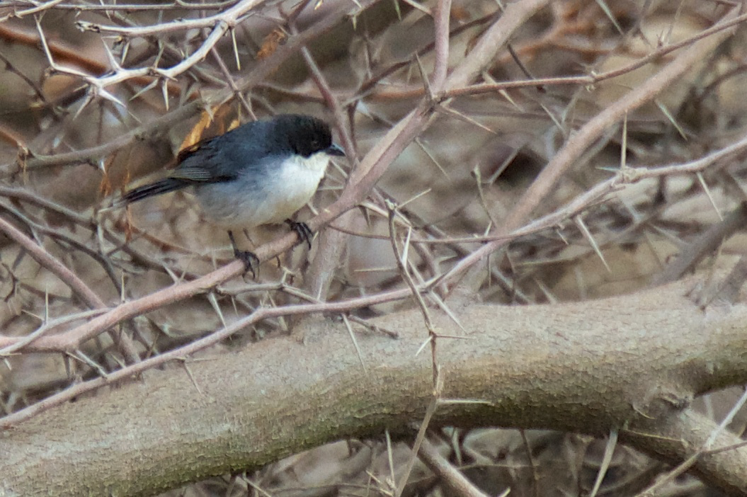 Black-capped Warbling Finch - ML119528351