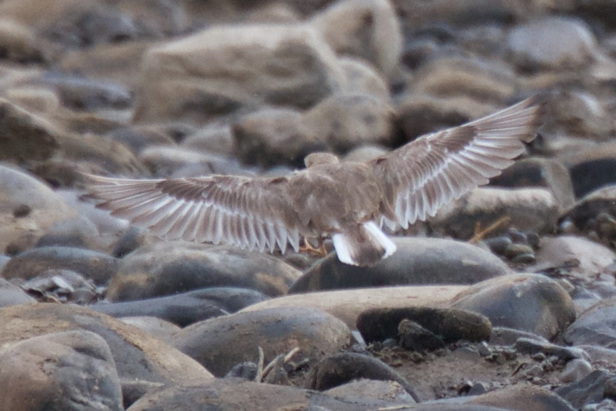 Collared Plover - ML119528381