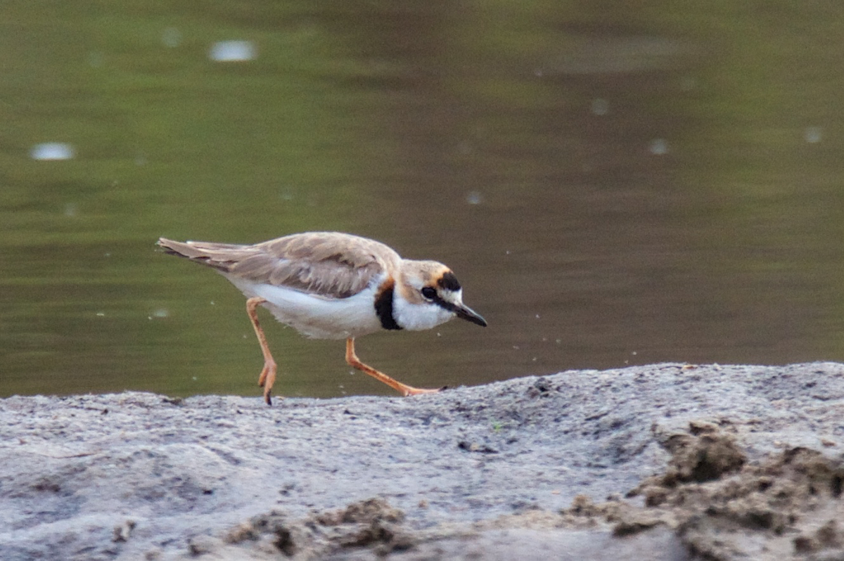 Collared Plover - ML119528411