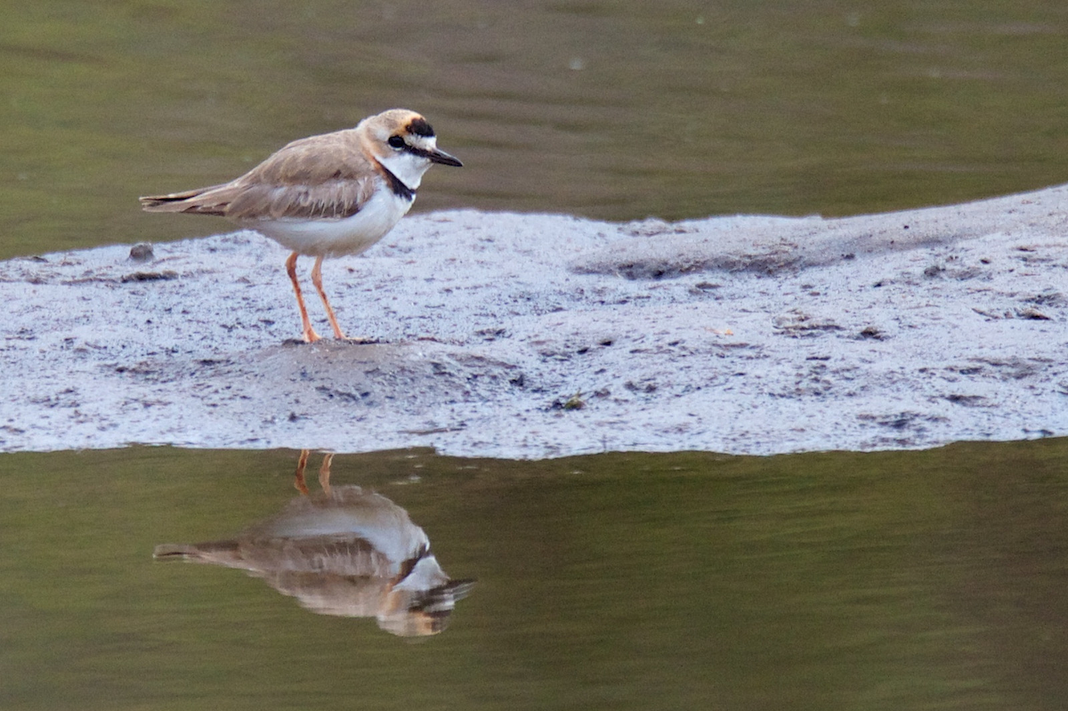 Collared Plover - ML119528421