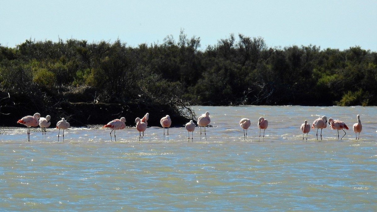 Chilean Flamingo - ML119528891
