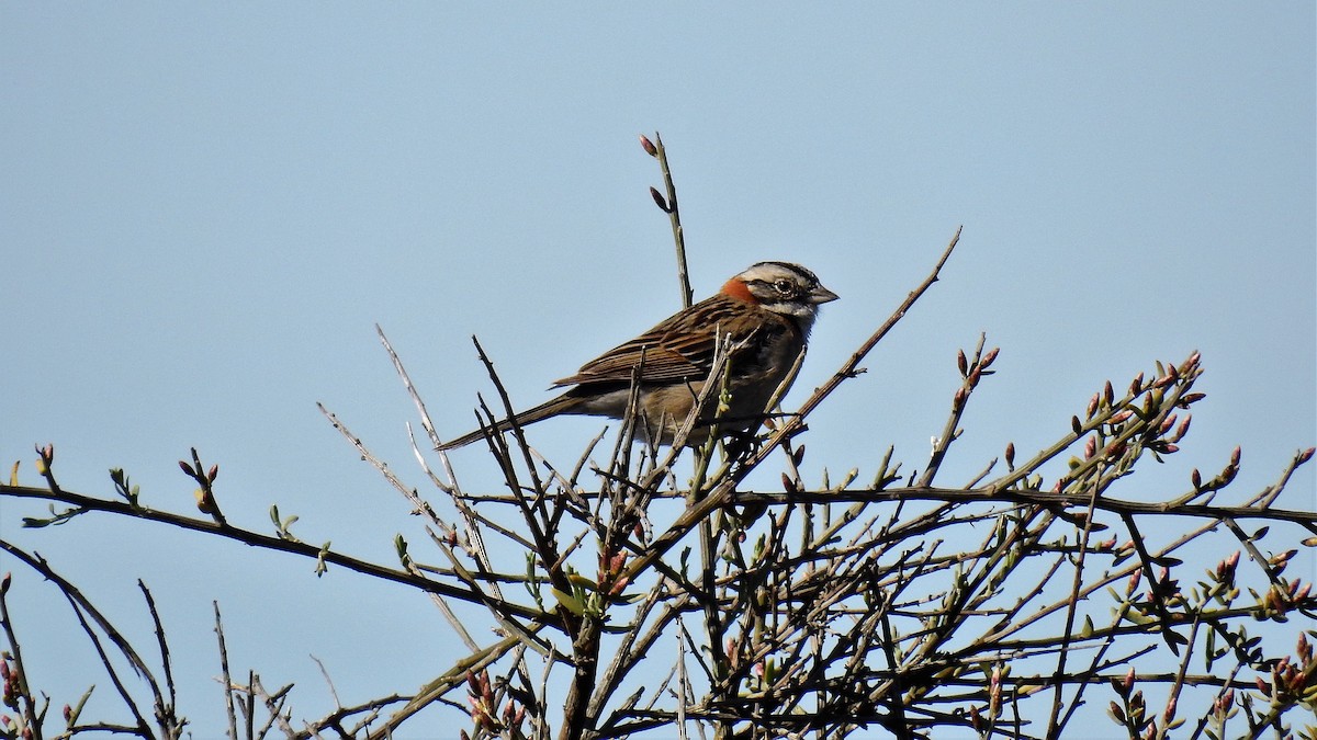 Rufous-collared Sparrow - ML119529261