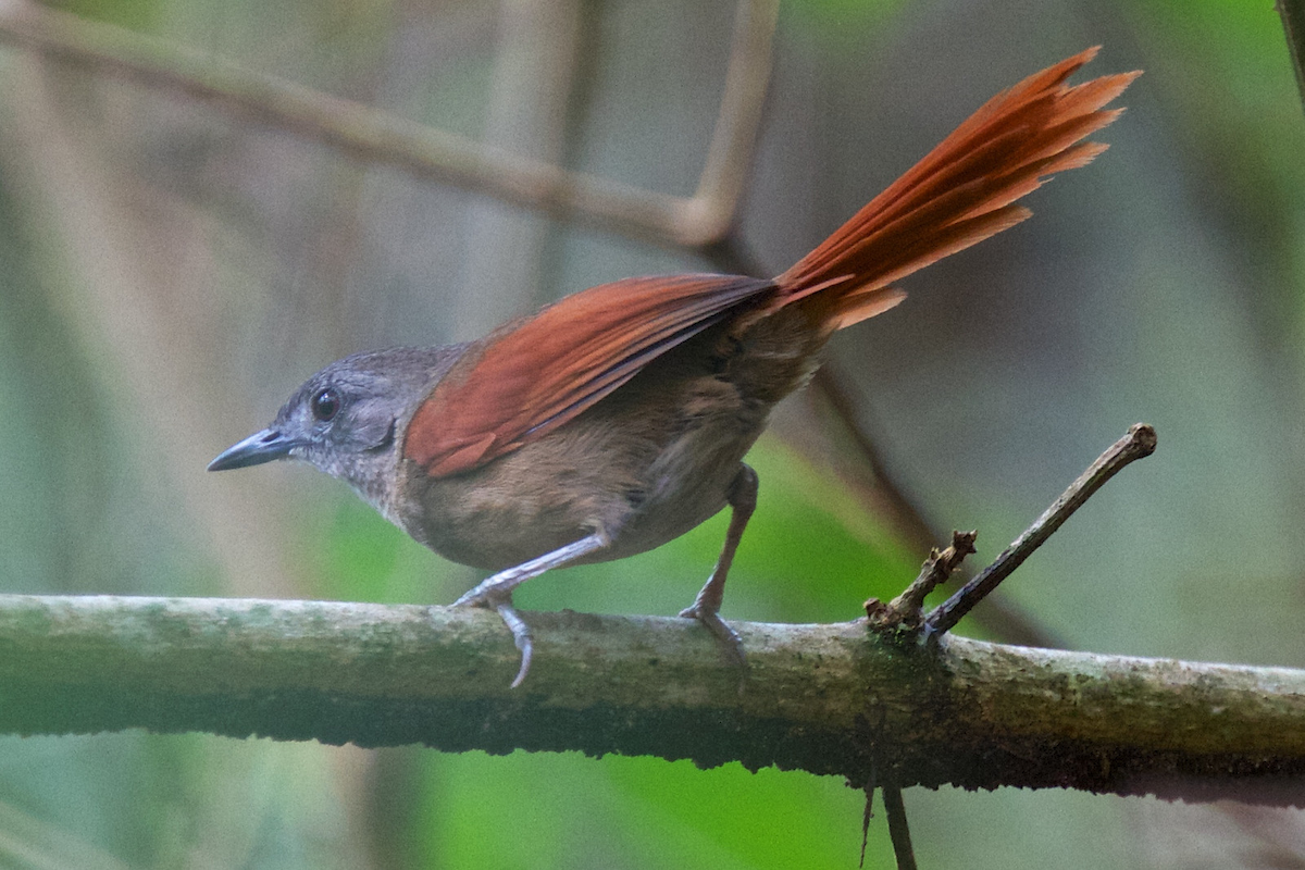 Plain-crowned Spinetail - ML119529751