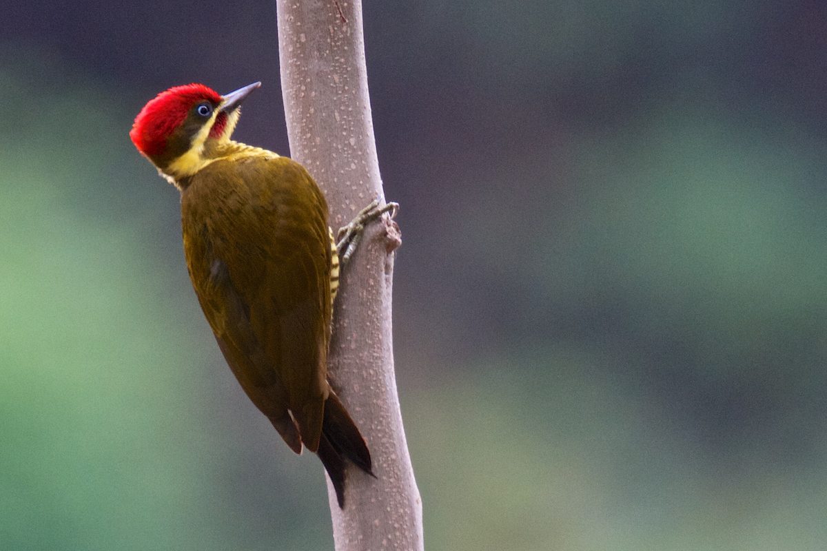 Golden-green Woodpecker - Robert Tizard