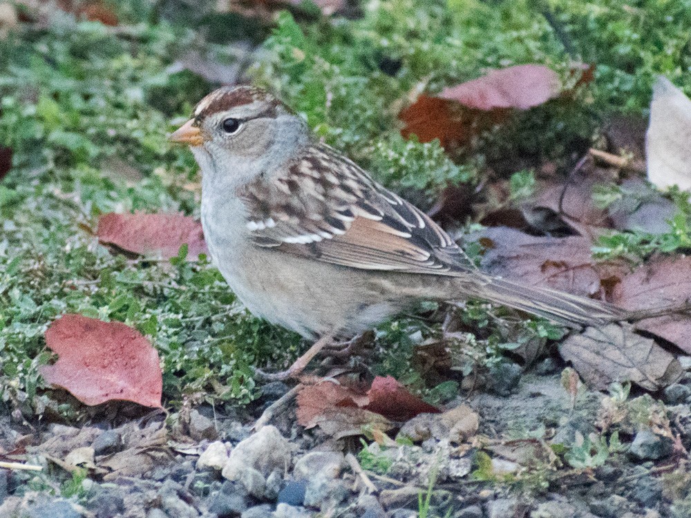 White-crowned Sparrow - ML119534151