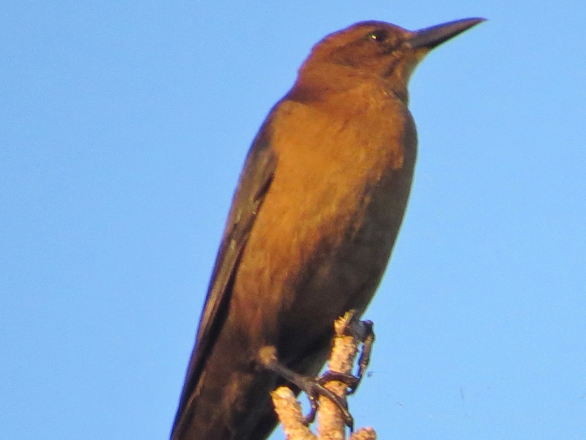 Boat-tailed Grackle - ML119537651