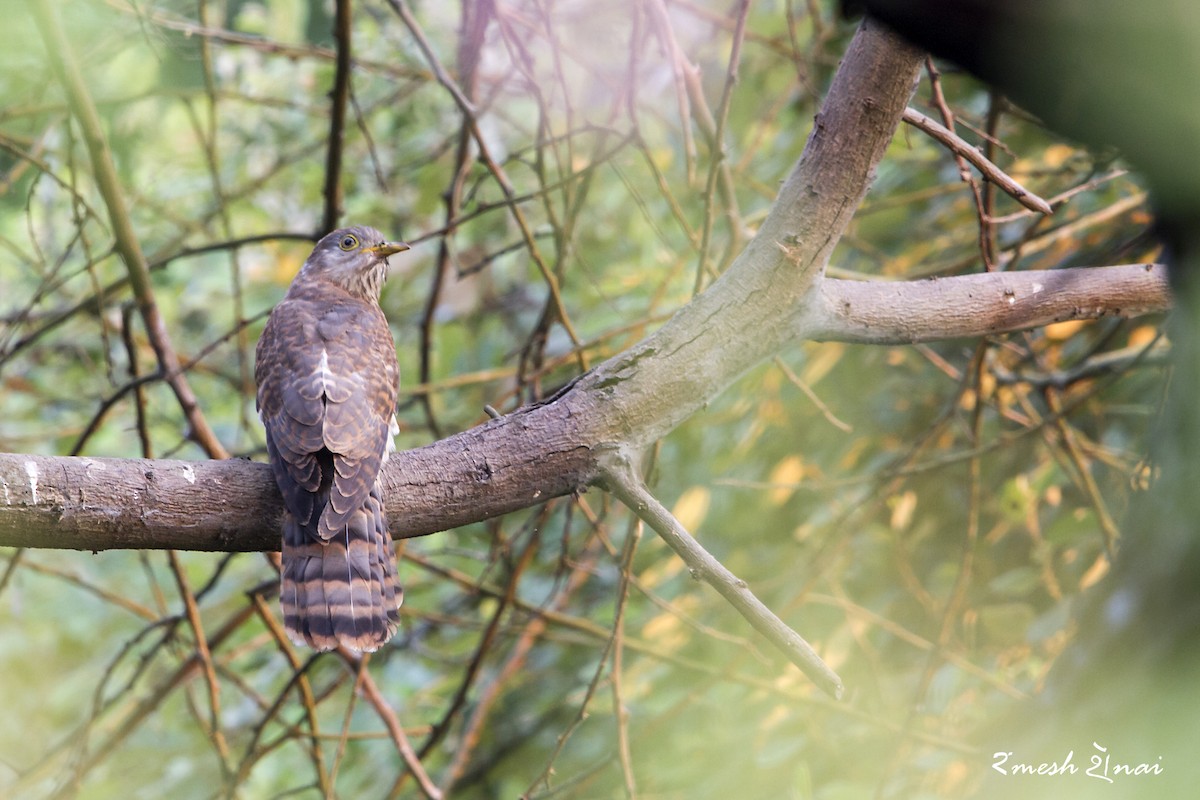Common Hawk-Cuckoo - Ramesh Shenai