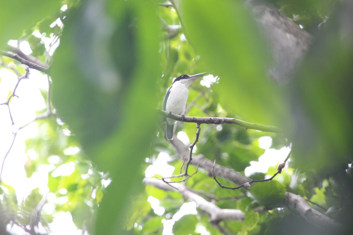 Forest Kingfisher - ML119541441