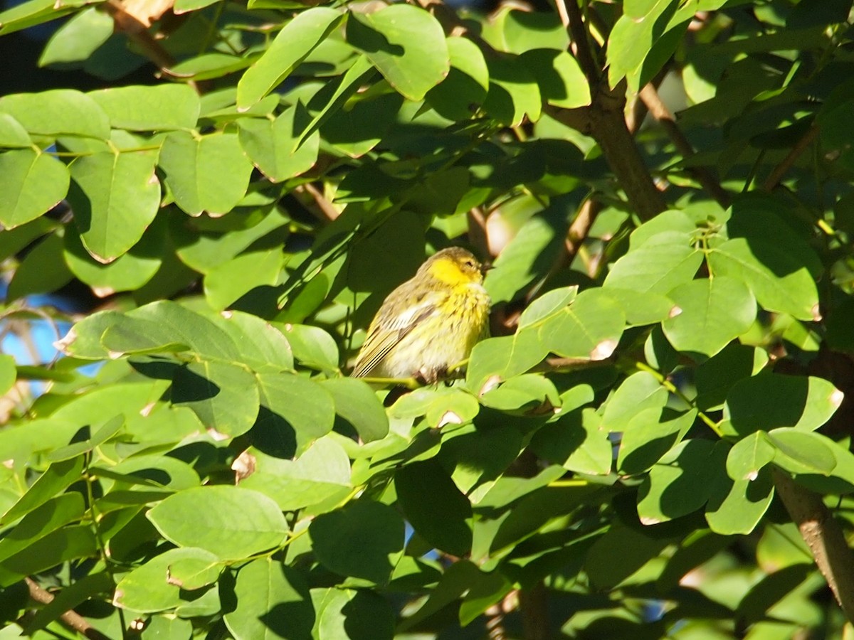 Cape May Warbler - ML119547381