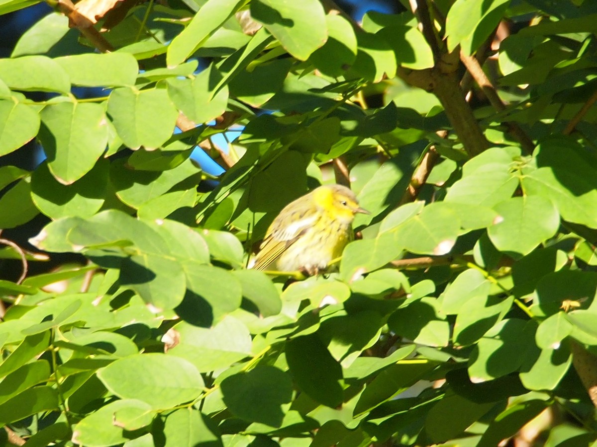 Cape May Warbler - ML119547401