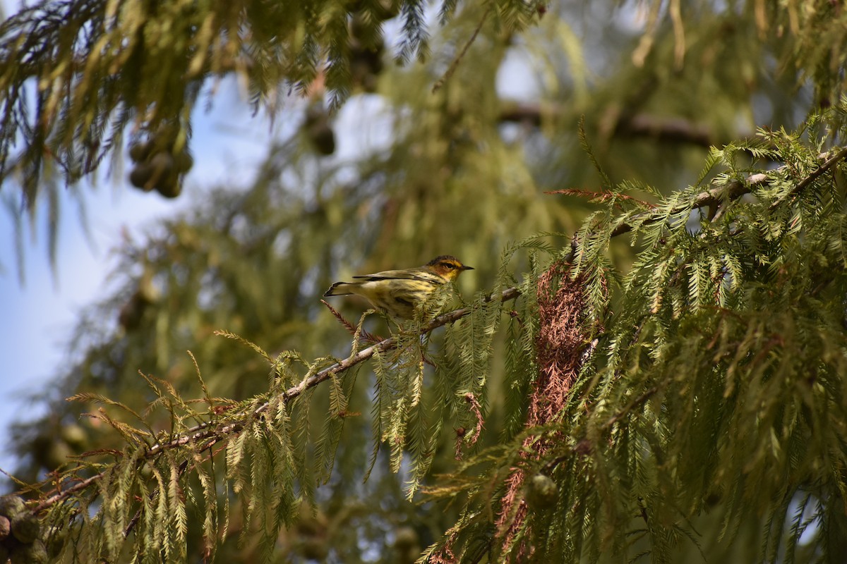 Cape May Warbler - Gabe Hargrove