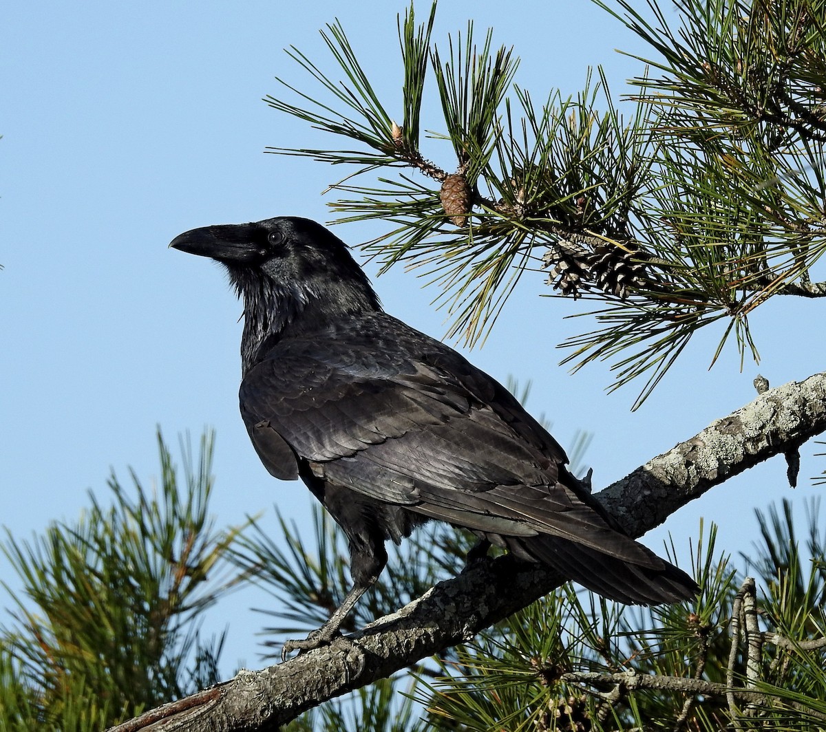 Common Raven - Dan Prima