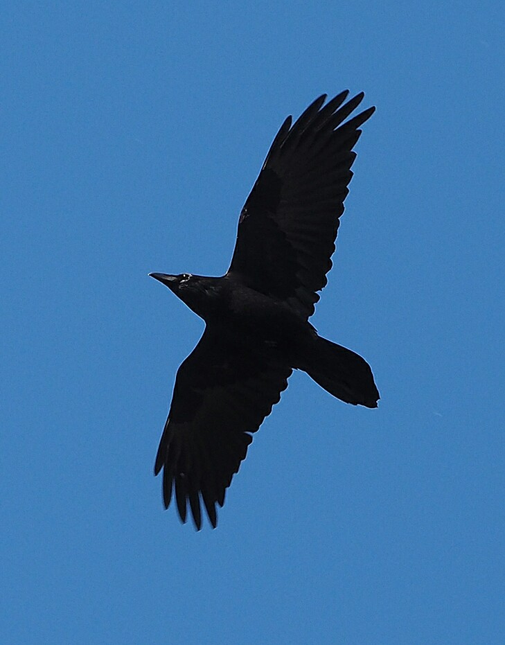 Common Raven - Gordon Johnston