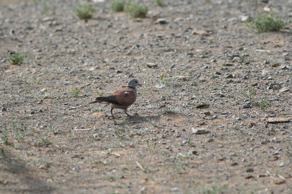 Red Collared-Dove - ML119553581