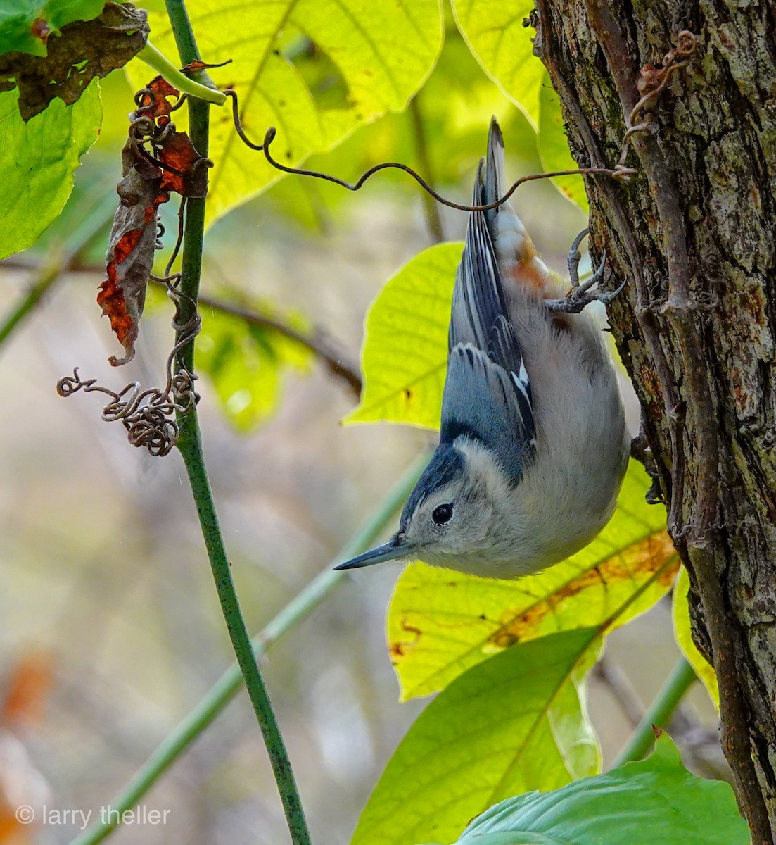 White-breasted Nuthatch - Larry Theller
