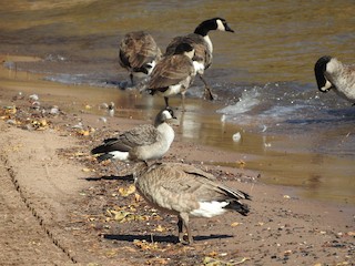 Cackling Goose, ML119555801