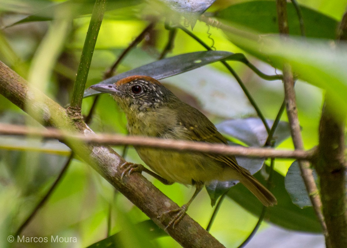 Spot-breasted Antvireo - Marcos Moura