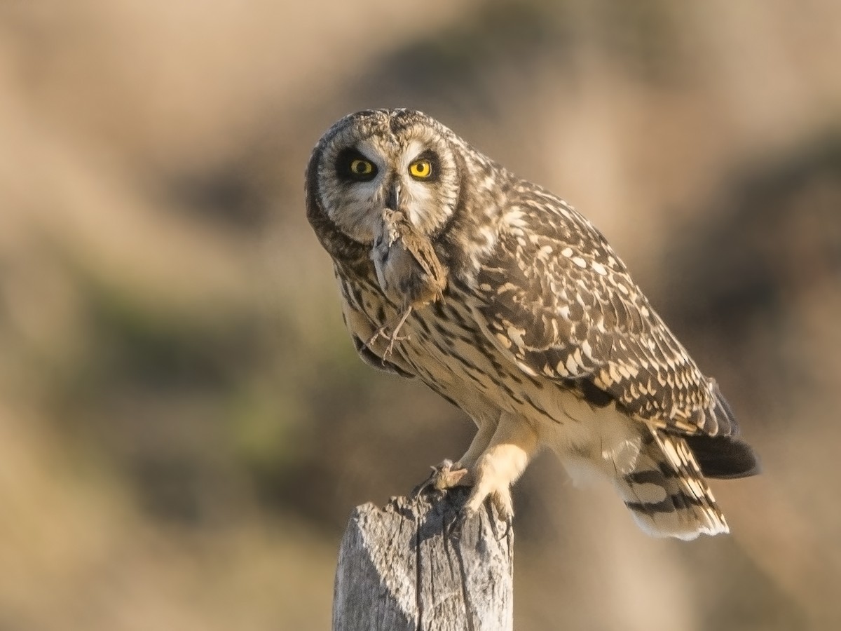 Short-eared Owl - Jorge Vidal Melián
