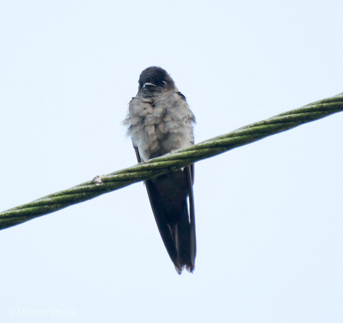 White-thighed Swallow - ML119559871