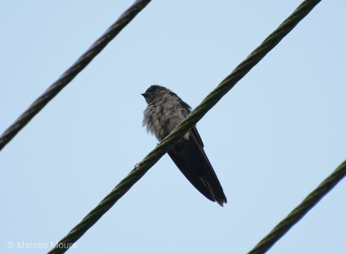 White-thighed Swallow - ML119559881