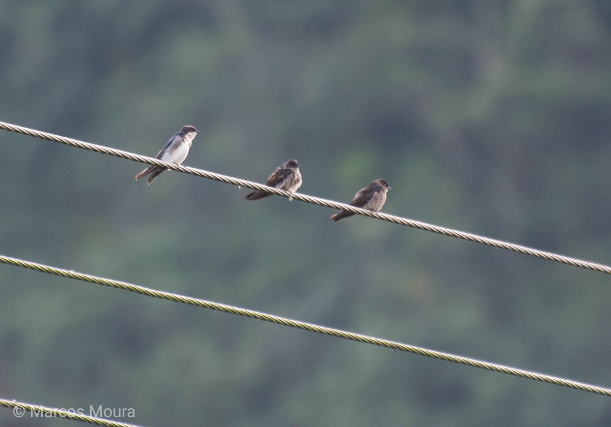 White-thighed Swallow - Marcos Moura