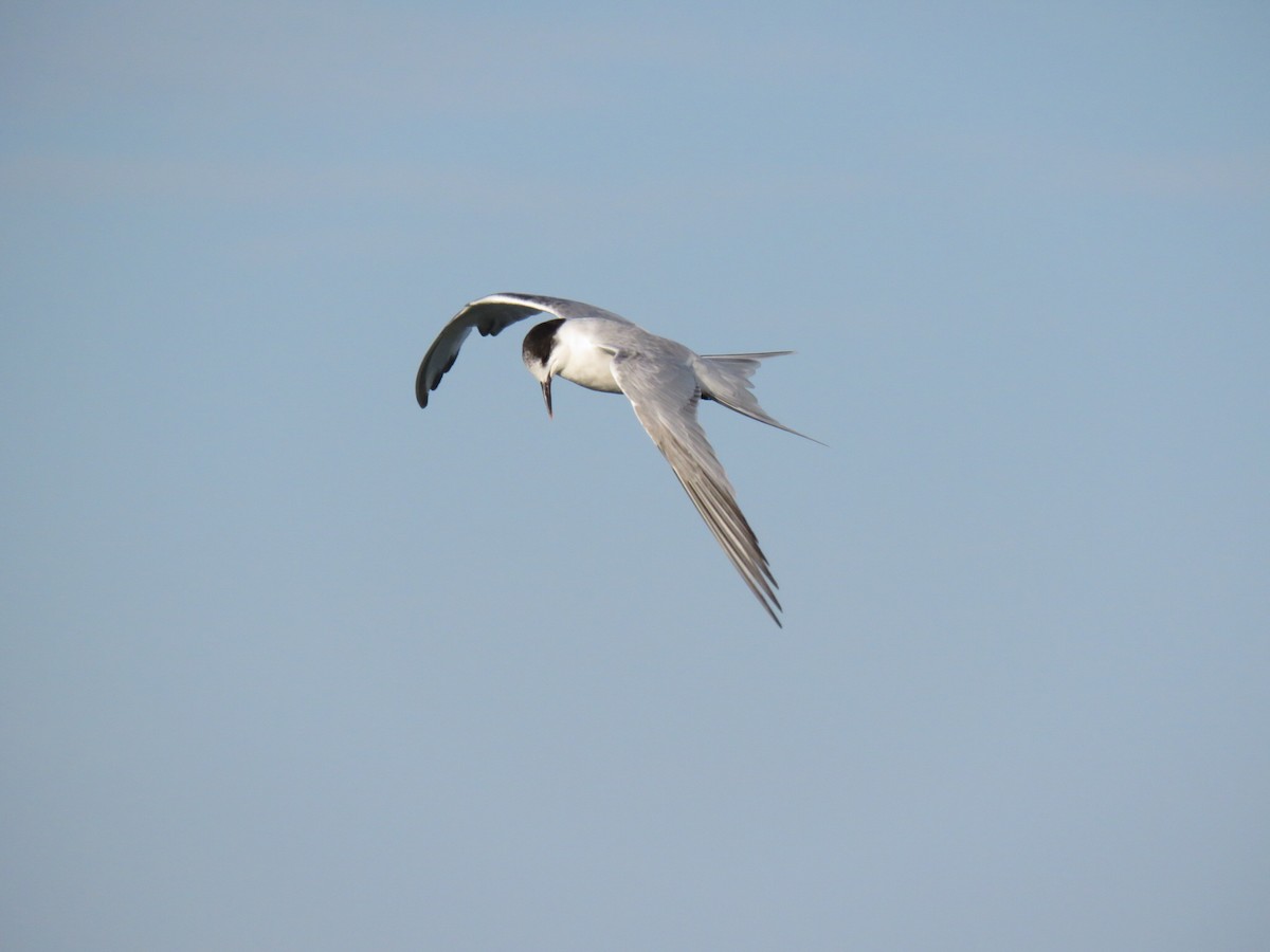 Common Tern - Alec Humann