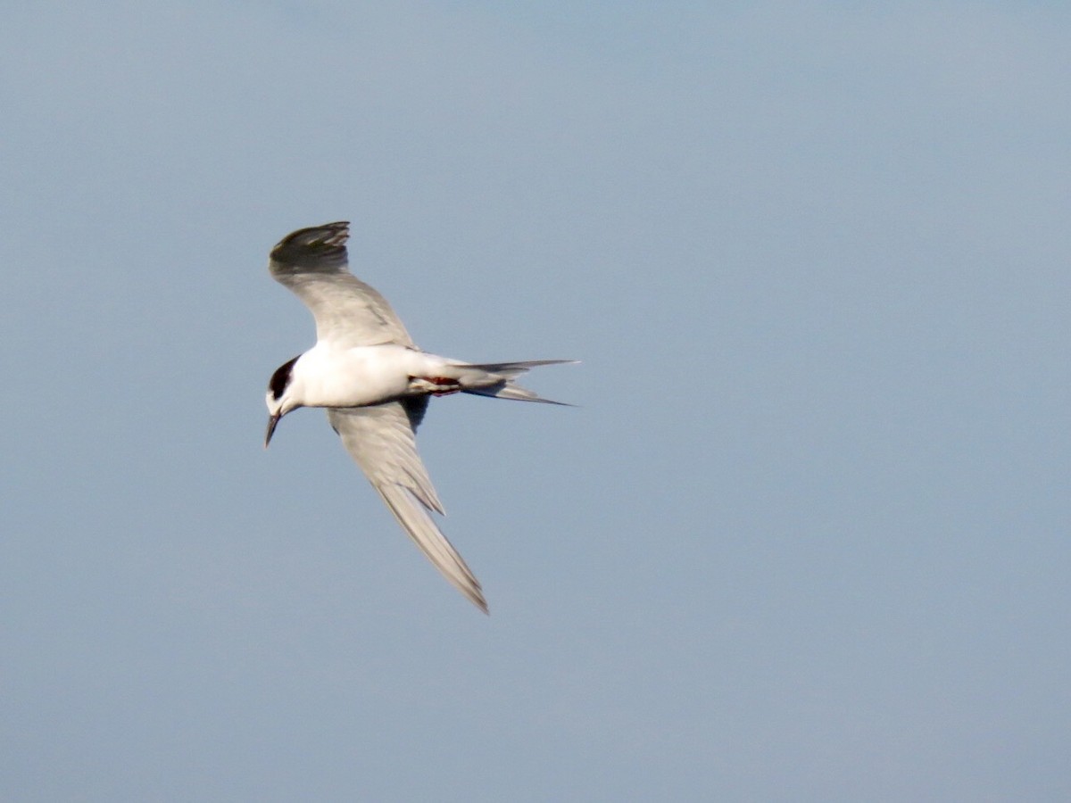 Common Tern - Alec Humann
